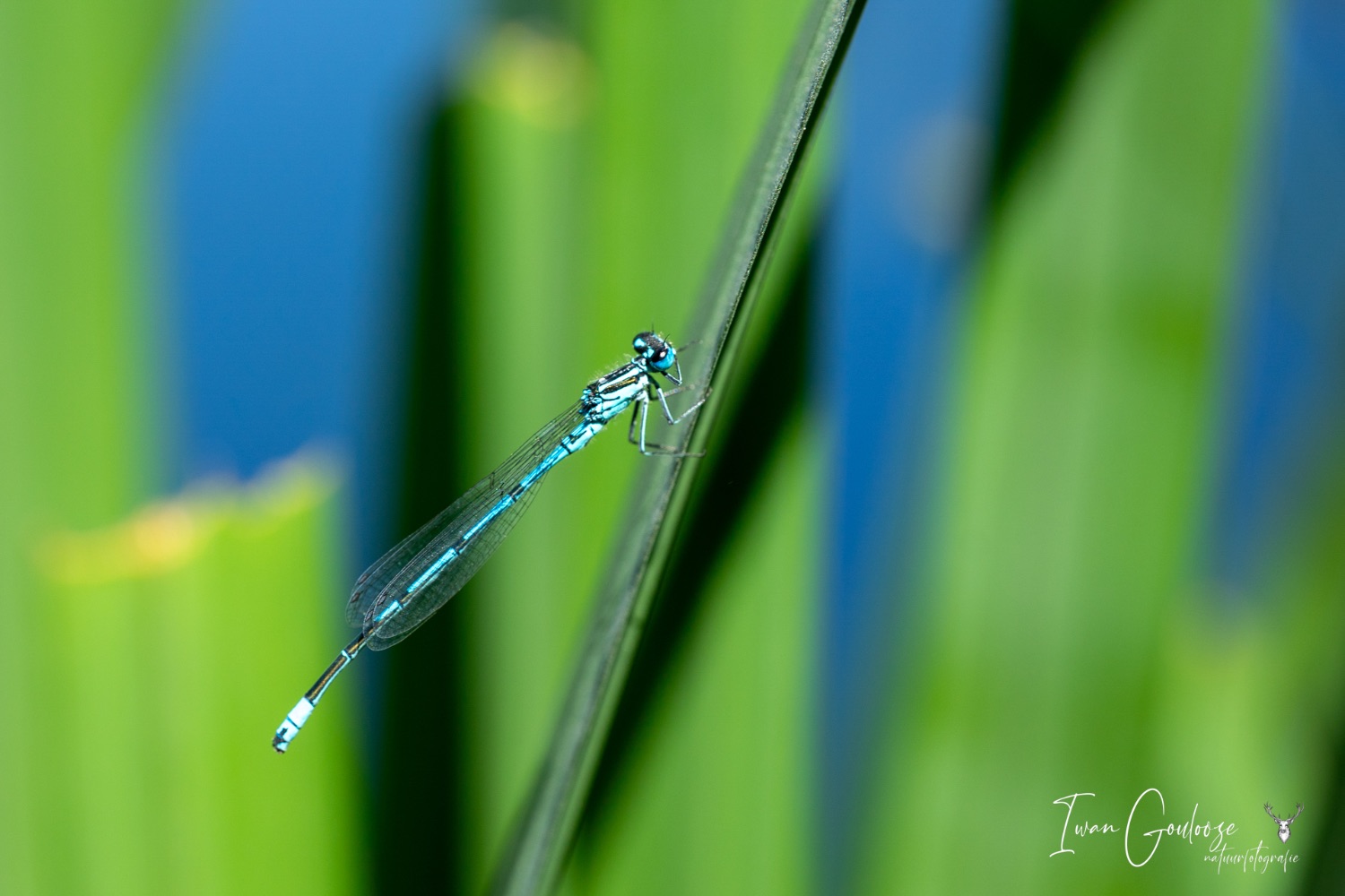 16 juni 2023 145857  R2A6159